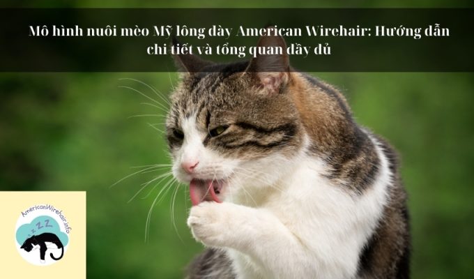 Mô hình nuôi mèo Mỹ lông dày American Wirehair: Hướng dẫn chi tiết và tổng quan đầy đủ