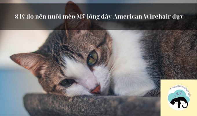 8 lý do nên nuôi mèo Mỹ lông dày American Wirehair đực