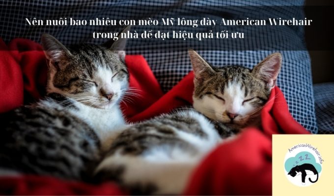 Nên nuôi bao nhiêu con mèo Mỹ lông dày American Wirehair trong nhà để đạt hiệu quả tối ưu