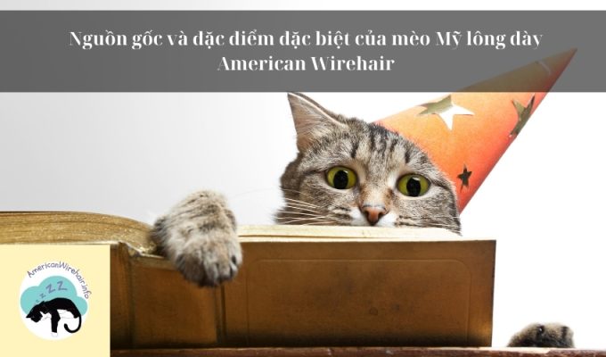 Nguồn gốc và đặc điểm đặc biệt của mèo Mỹ lông dày American Wirehair