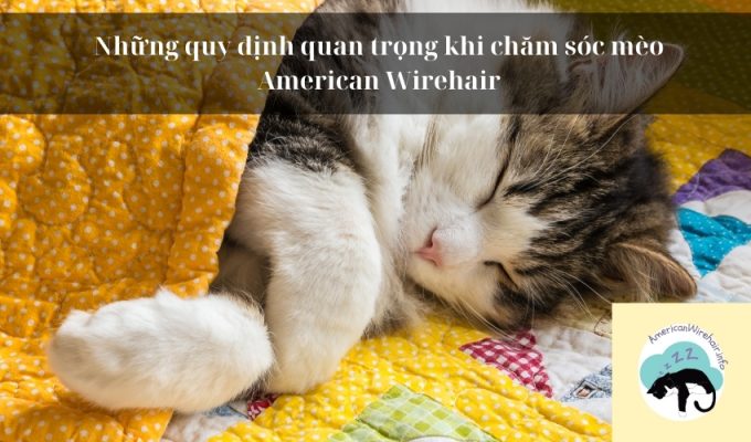 Những quy định quan trọng khi chăm sóc mèo American Wirehair