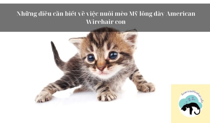 Những điều cần biết về việc nuôi mèo Mỹ lông dày American Wirehair con