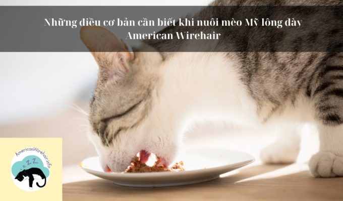 Những điều cơ bản cần biết khi nuôi mèo Mỹ lông dày American Wirehair