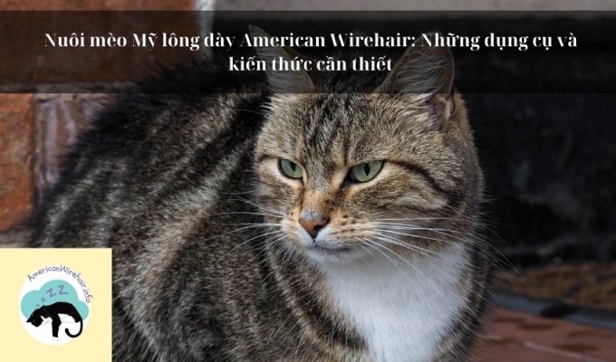 Nuôi mèo Mỹ lông dày American Wirehair: Những dụng cụ và kiến thức cần thiết