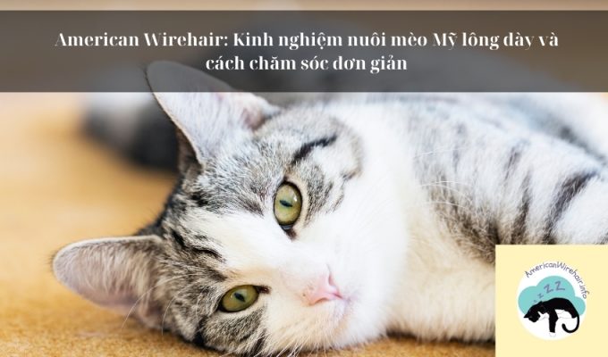 American Wirehair: Kinh nghiệm nuôi mèo Mỹ lông dày và cách chăm sóc đơn giản