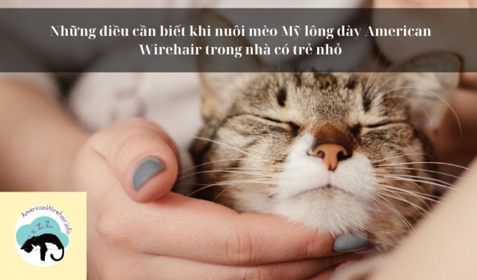 Những điều cần biết khi nuôi mèo Mỹ lông dày American Wirehair trong nhà có trẻ nhỏ