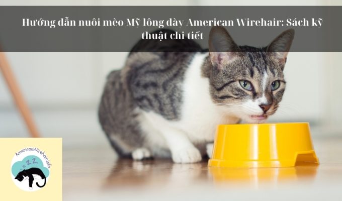 Hướng dẫn nuôi mèo Mỹ lông dày American Wirehair: Sách kỹ thuật chi tiết