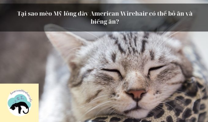 Tại sao mèo Mỹ lông dày American Wirehair có thể bỏ ăn và biếng ăn?