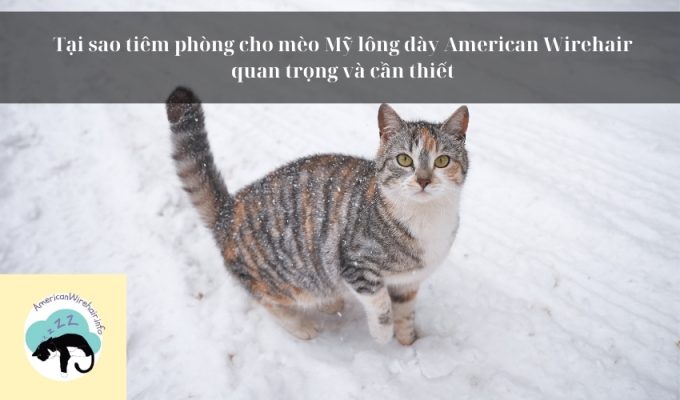 Tại sao tiêm phòng cho mèo Mỹ lông dày American Wirehair quan trọng và cần thiết