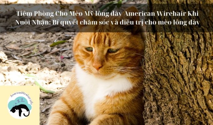 Tiêm Phòng Cho Mèo Mỹ lông dày American Wirehair Khi Nuôi Nhận: Bí quyết chăm sóc và điều trị cho mèo lông dày